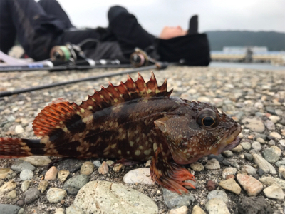 尺釣れんかった