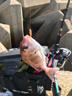 木材港キス釣り(^^)