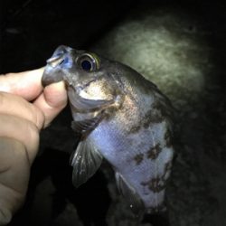 まだまだ釣れる梅雨メバル