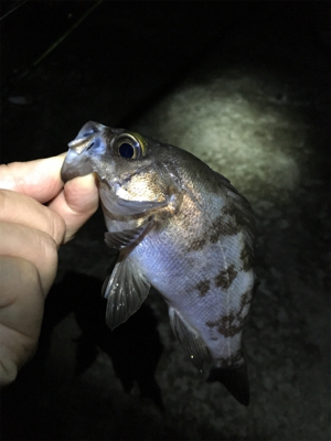 まだまだ釣れる梅雨メバル