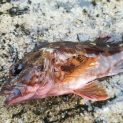 雨の日の数釣り