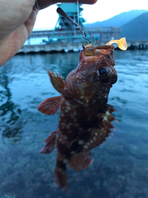 根魚