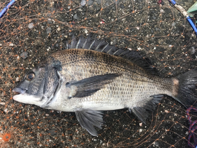 紀州釣りで快釣