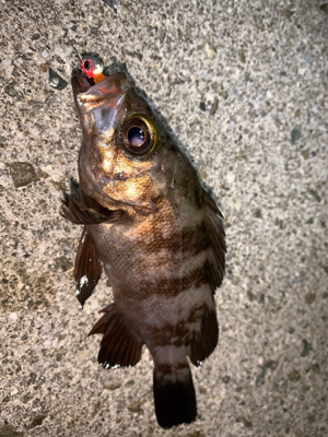 アジが釣れず、メバルが釣れた！