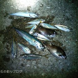 夜のウキ釣り 中サバの数釣り