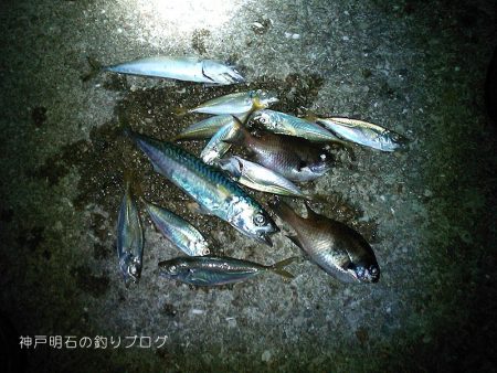 夜のウキ釣り 中サバの数釣り
