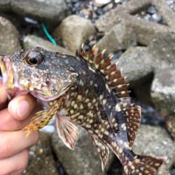 親父たちの釣行 またまた舞鶴編