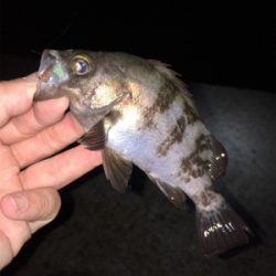 まだまだ釣れる梅雨メバル