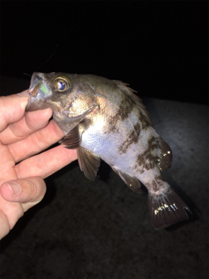 まだまだ釣れる梅雨メバル