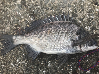 紀州釣りで快釣