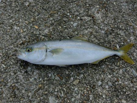 サヨリと豆アジ狙いでモジャコのおまけ