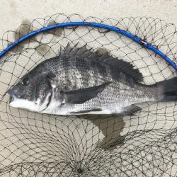 チヌトップでシーバスが釣れた