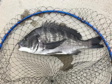 チヌトップでシーバスが釣れた