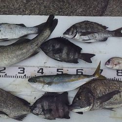 底カゴ釣りで多魚種ゲット