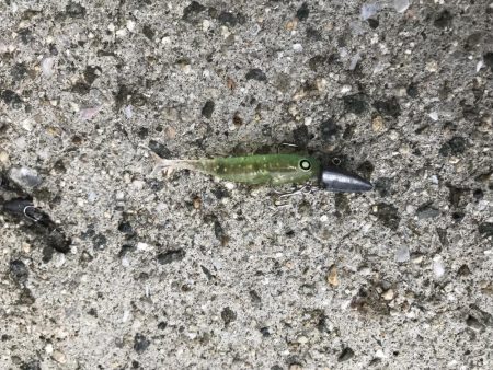 神戸港雨でもツバス好釣