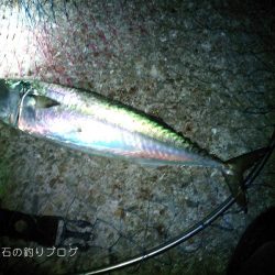 夜のウキ釣り 中サバの数釣り