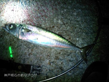 夜のウキ釣り 中サバの数釣り