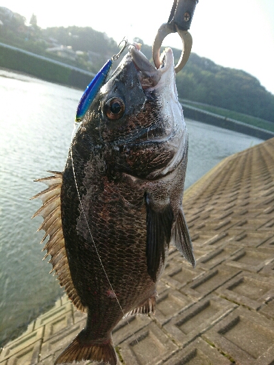 今朝の釣果