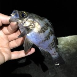 まだまだ釣れる梅雨メバル