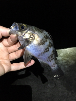 まだまだ釣れる梅雨メバル