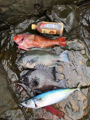 見老津で磯釣り