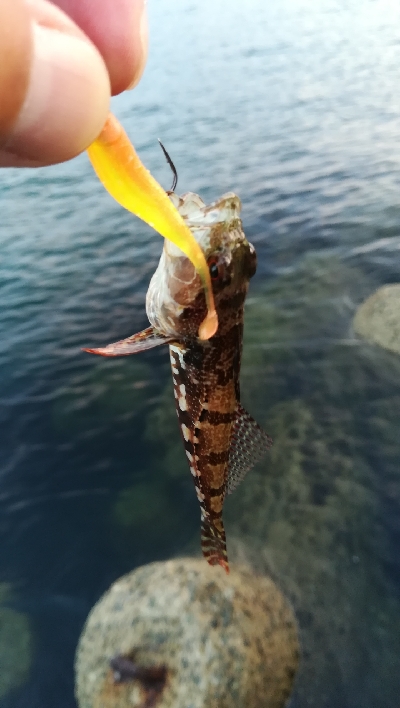 朝マズメ釣行