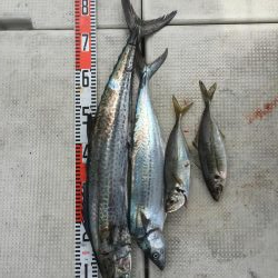 鬼アジ釣行