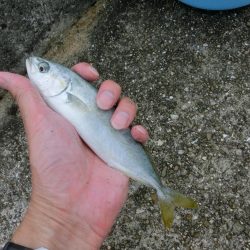 サヨリと豆アジ狙いでモジャコのおまけ