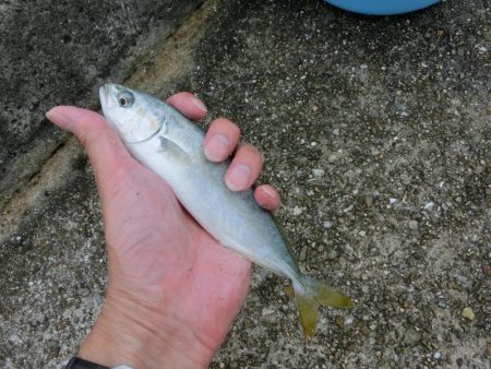 サヨリと豆アジ狙いでモジャコのおまけ