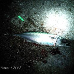 夜のウキ釣り 中サバの数釣り