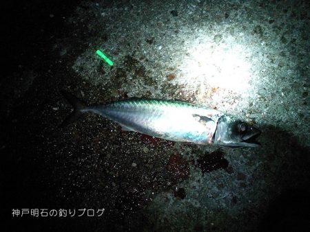 夜のウキ釣り 中サバの数釣り