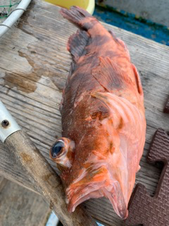 幸吉丸 釣果