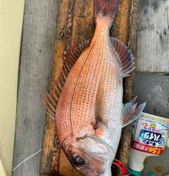 幸吉丸 釣果