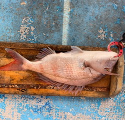 幸吉丸 釣果