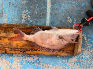 幸吉丸 釣果