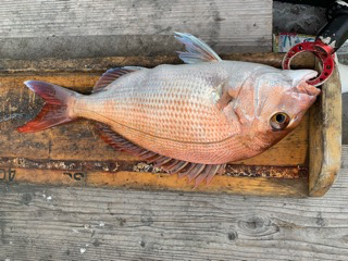 幸吉丸 釣果