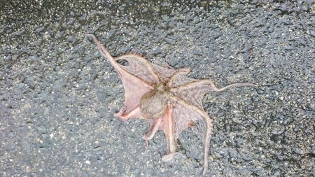 雨後のタコ