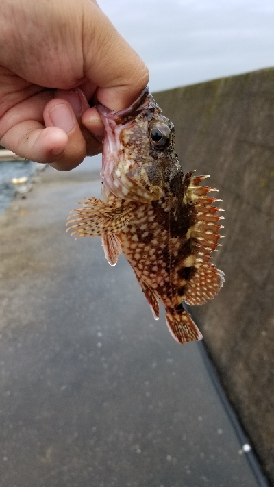 落としこみで色々釣れました。