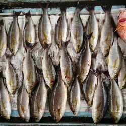 明神釣船 釣果