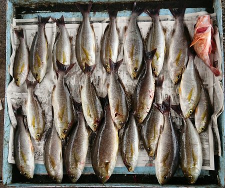 明神釣船 釣果