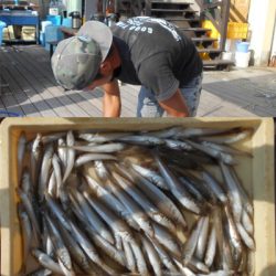 荒川屋 釣果