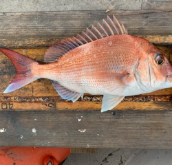 幸吉丸 釣果