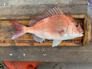 幸吉丸 釣果