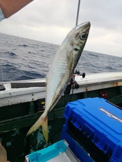 松福丸 釣果