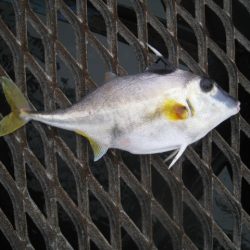 オリジナルメーカー海づり公園(市原市海づり施設) 釣果