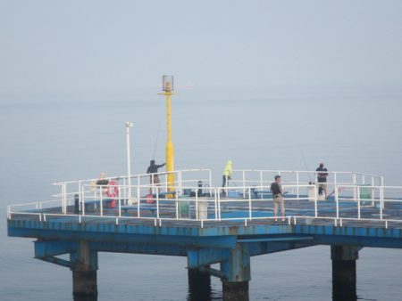 オリジナルメーカー海づり公園(市原市海づり施設) 釣果