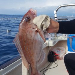 海峰 釣果