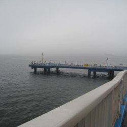 オリジナルメーカー海づり公園(市原市海づり施設) 釣果