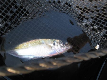 オリジナルメーカー海づり公園(市原市海づり施設) 釣果