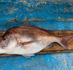 幸吉丸 釣果